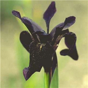 Iris Chrysographes 'Black Form'